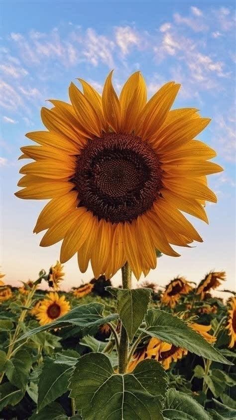 April: Embracing Renewal and Rebirth - Mark C. Overton